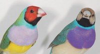 Luscinia houdt 95ste vogeltentoonstelling