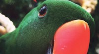 Papegaaien- en Parkietendag bij Avonturia de Vogelkelder
