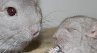 Groep de Mos: “Dierenvoedselbank en knaagdieropvang moeten gered worden”!