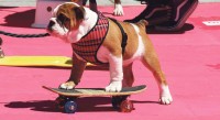 Voorbereiding DogPop 2016 in volle gang
