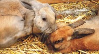 Het Knagertje houdt adoptieweekend