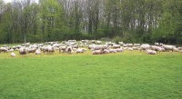 Schapen even weer terug in Rijswijk