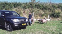 Schapen terug bij Tennet