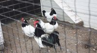 Dierendag in het Westlands Museum