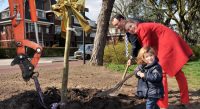 Startsein beplanten groenstrook Huis te Hoornkade