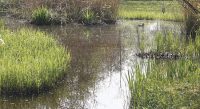 IVN-natuurexcursie in Heimanshof Zuiderpark