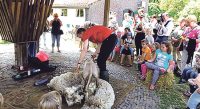 Schaapscheerdersfeest op De Nijkamphoeve