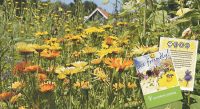Help de wilde bij, in je eigen tuin